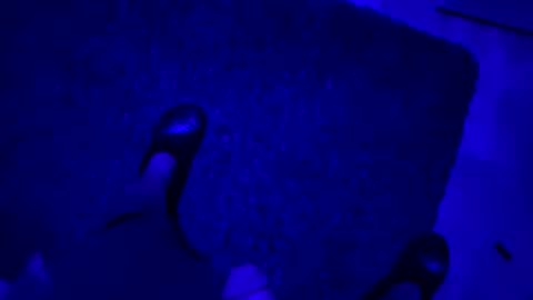 Snapshot of hornystroker21 chatting on 19, 10, 2025 hornystroker21 online show from 19, 10, 2025