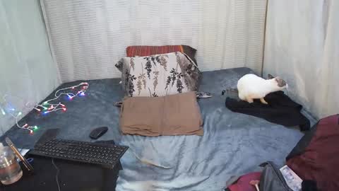 hottiedanicatrans69 online show from 18, 5, 2026