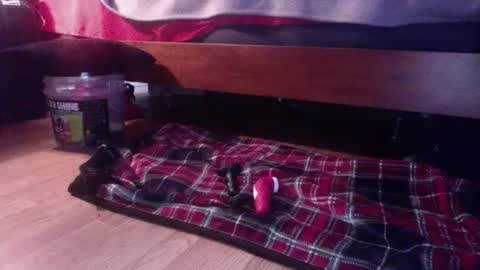 hungryforpussy1234567890 online show from 15, 2, 2025