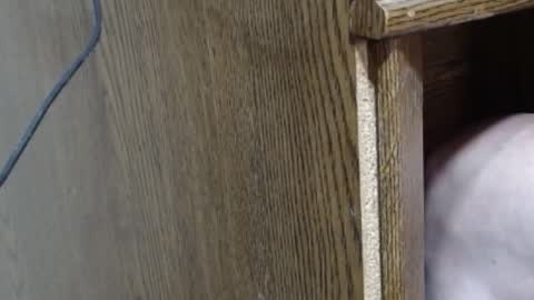 Snapshot of hungsofine chatting on 16, 2, 2025 hungsofine online show from 16, 2, 2025