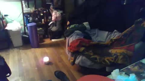 indigo_scorpio online show from 11, 2, 2026