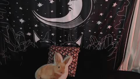 Snapshot of isabella__dark chatting on 7, 1, 2025    online show from 7, 1, 2025