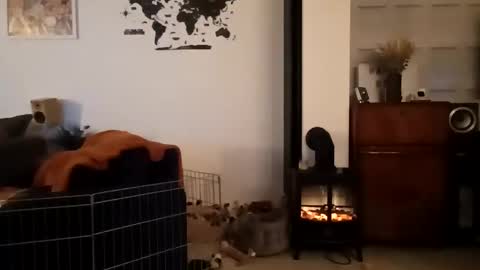 jaycat73 online show from 31, 1, 2025