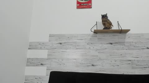 Jaycreedd online show from 7, 11, 2025