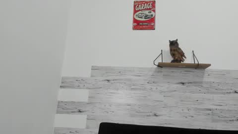 Jaycreedd online show from 11, 11, 2025