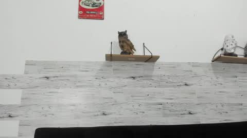 Jaycreedd online show from 4, 3, 2026