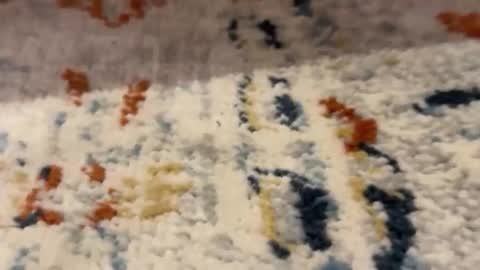 Snapshot of jetzzurssi chatting on 11, 3, 2026 me online show from 11, 3, 2026