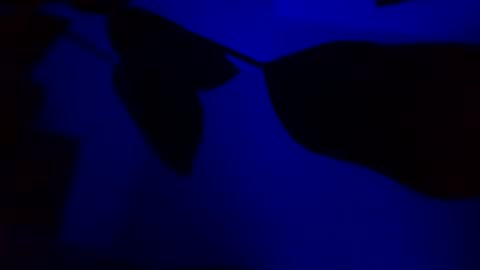 Karla Gonzaless online show from 14, 11, 2025