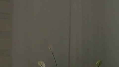 Help me with rate thanks  online show from 2, 2, 2025