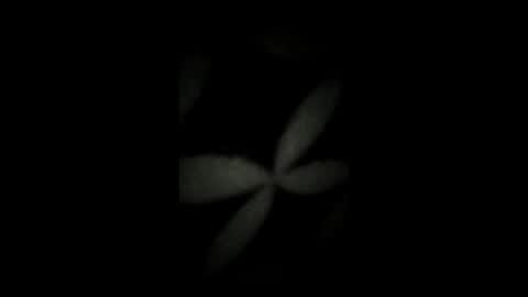 kenzo6140 online show from 7, 4, 2026