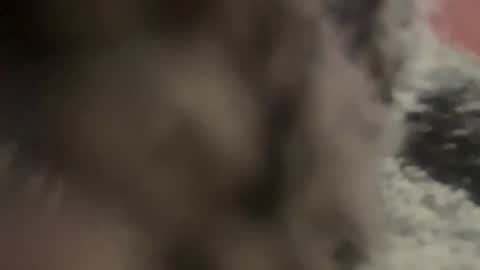 kg1726860 online show from 11, 10, 2025