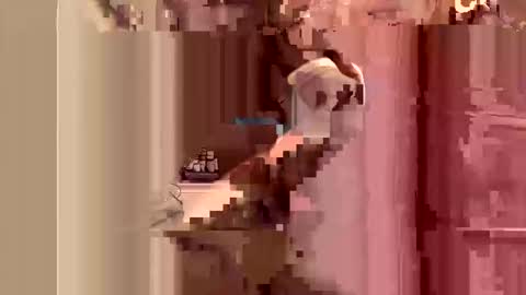 kingslimfresh online show from 24, 3, 2026