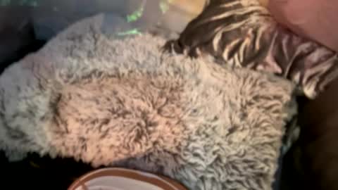 Kissah Kreampuff online show from 29, 12, 2024