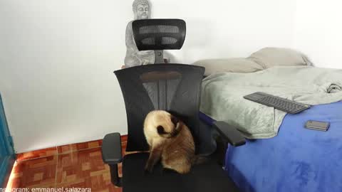 kite__ online show from 23, 12, 2024