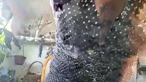 lacybell online show from 25, 2, 2026