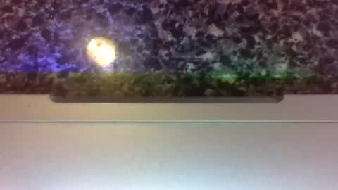 Snapshot of lapuzzycat201923 chatting on 14, 1, 2025 Lapuzzycat201923 online show from 14, 1, 2025