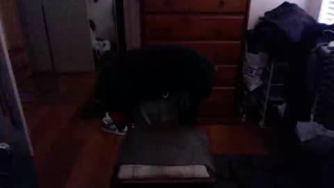 Pussylicker online show from 23, 2, 2025