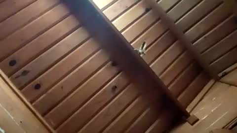 Snapshot of leskator9 chatting on 2, 11, 2025 leskator9 online show from 2, 11, 2025