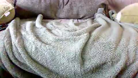 Snapshot of letsgobills chatting on 3, 3, 2026 Bills Mafia online show from 3, 3, 2026