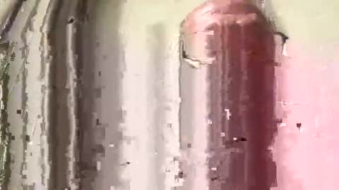 lildog361334 online show from 28, 2, 2026