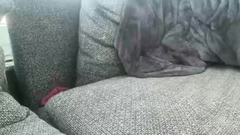 Snapshot of longjohnson94435702 chatting on 2, 3, 2025 longjohnson94435702 online show from 2, 3, 2025