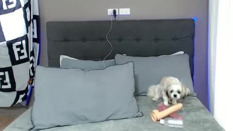 Jastine online show from 2, 12, 2024