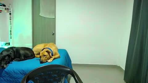 mary online show from 31, 10, 2025