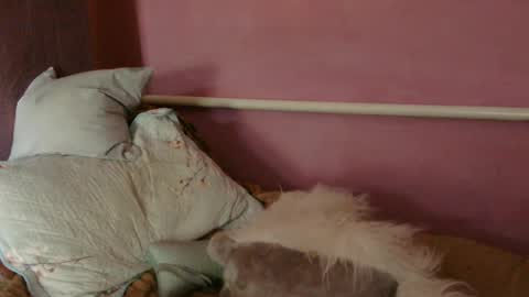 Snapshot of medjik_lool chatting on 27, 6, 2026 Oltereodora-lima online show from 27, 6, 2026