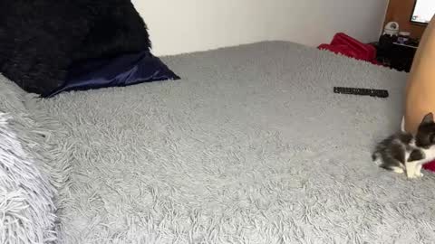 michellepetitte online show from 20, 3, 2026