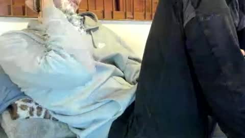 DigBreed online show from 9, 11, 2025