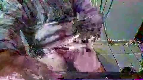 mppempis81 online show from 31, 1, 2026