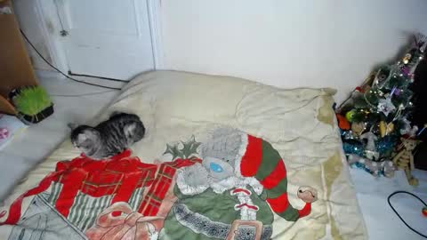 Snapshot of muse_online chatting on 30, 12, 2024 Muse Ali  online show from 30, 12, 2024