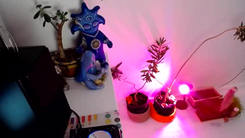 Snapshot of muse_online chatting on 31, 12, 2024 Muse Ali  online show from 31, 12, 2024