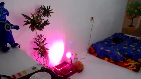 Snapshot of muse_online chatting on 31, 12, 2024 Muse Ali  online show from 31, 12, 2024