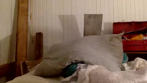 str8 dom alphaAsian Daddy type. sorry not bi or  curious but i dont judgediscrimenate. online show from 29, 11, 2025