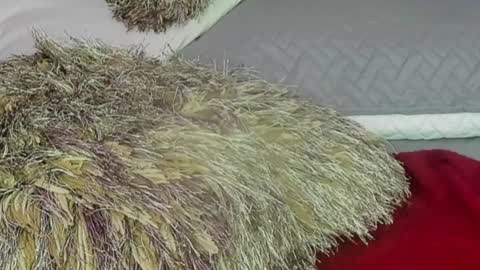 Naomy Smith online show from 13, 12, 2024