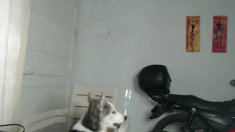 Snapshot of natzumi_mcqueen chatting on 31, 12, 2024 Stella Mcqueen online show from 31, 12, 2024