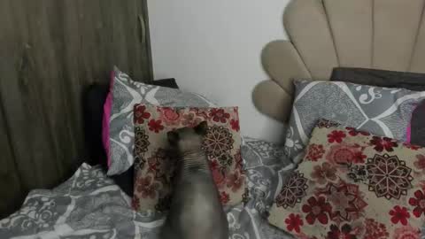 Nei turn green online show from 11, 11, 2025