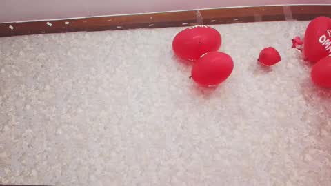 Nicol online show from 13, 2, 2025