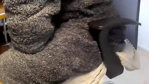 nineinchhard online show from 4, 12, 2024