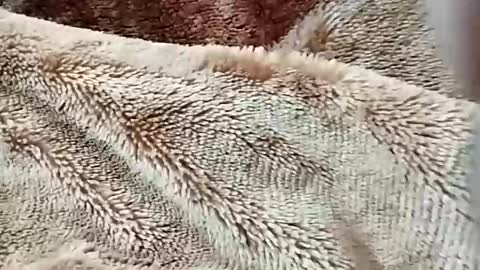 Snapshot of nooby942461 chatting on 2, 2, 2026 sim nib online show from 2, 2, 2026