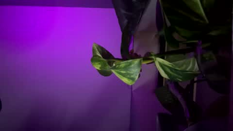 bbygtbckkk online show from 17, 12, 2024