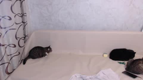 Olivia online show from 3, 11, 2025