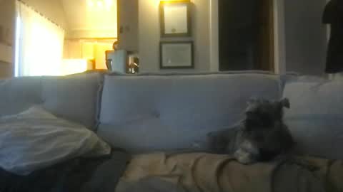 Snapshot of ossignol_xxx chatting on 27, 2, 2025 rossignol online show from 27, 2, 2025