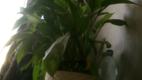 Snapshot of pamela_passion chatting on 20, 7, 2026 pamela_passion online show from 20, 7, 2026