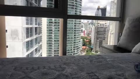 Paradise Bird01 online show from 15, 3, 2026