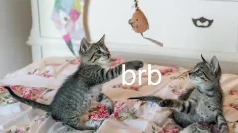 Kitty online show from 20, 7, 2026