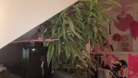 pinkfag online show from 31, 3, 2026