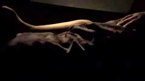 Nichole Vixen  Jacob online show from 8, 3, 2025