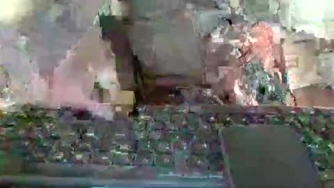 pup_y online show from 12, 1, 2026